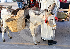 TORREVIEJA, SPAIN Ã¢â¬â JANUARY 5, 2023: Los Reyes Magos parade. Donkey takes part in the Festive cavalcade of Three Magi Cabalgata