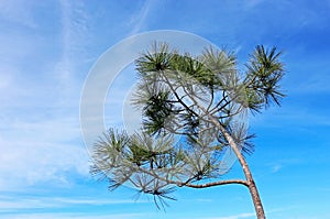 Torrey Pines tree at Mt. Soledad photo