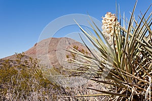 Torrey Yucca Flower blooming Chihuahuan desert