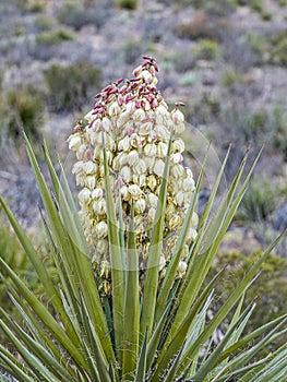 Torrey Yucca Plant In Bloom photo
