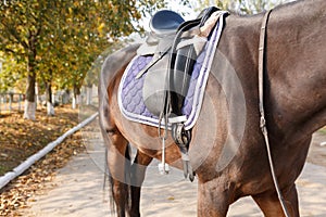 Torso of a brown horse with a fixed saddle. Outdoors.