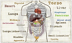 Torso internal Anatomy illustration