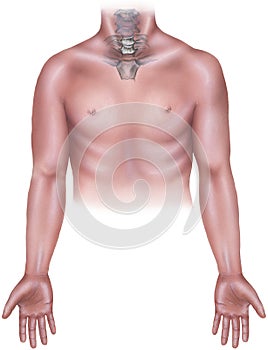 Torso - Male with Cervicle Neck Bones, Manubrium & Clavicle
