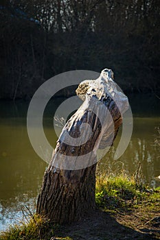 Torso of a tree as a natural sculpture