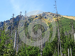 Torsos of trees in the mountains photo