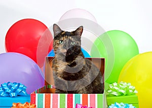 Tortie cat in a birthday present, surprise party