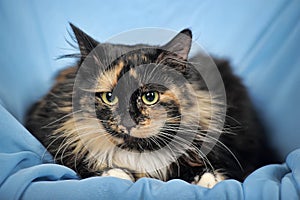 Tortie cat on a blue background