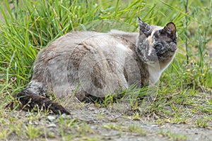 Tortie color point cat lie down and turning its head