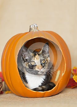 Tortie Kitten inside orange pumpkin playing with thanksgiving   decorations