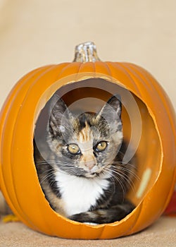 Tortie Kitten inside orange pumpkin playing with thanksgiving   decorations