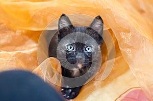 Tortie kitten posing perfectly in orange veil