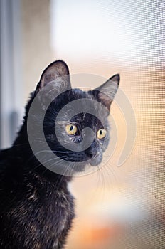 Tortie kitten with yellow eyes paying attention to humans passing by