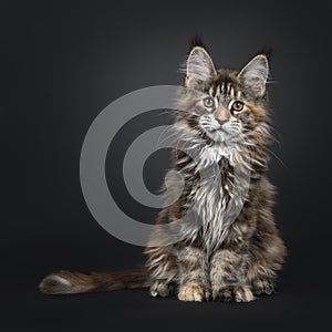 Tortie Maine Coon cat kitten on black