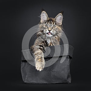 Tortie Maine Coon cat kitten on black