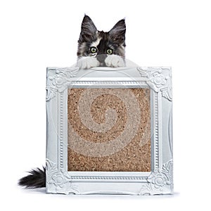 Maine Coon cat kitten holding photo frame