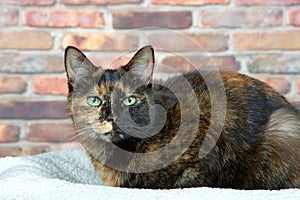 Tortie tabby cat in bed by brick wall