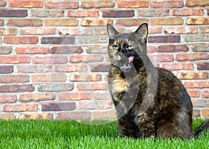 Tortie Tabby cat in grass licking mouth