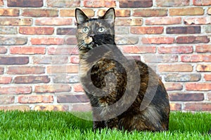 Tortie tabby cat in grass looking up