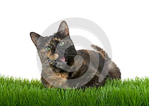 Tortie Tabby Cat in grass mouth open isolated on white background