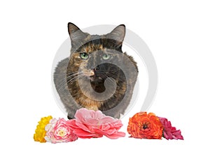 Tortie tabby isolated on white background with flowers