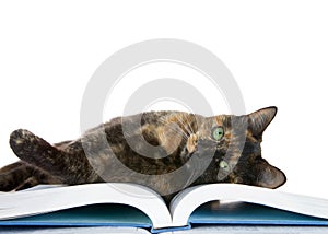 Tortie Tabby laying on a book looking at viewer