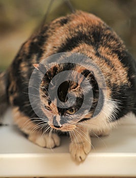 Tortie with white cat