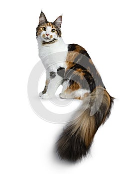 Sweet pretty tortie young adult Maine Coon girl cat sitting side ways isolated on white background looking at camera with big tail