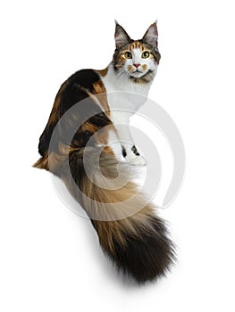 Sweet pretty tortie young adult Maine Coon girl cat sitting side ways isolated on white background looking at camera with big tail