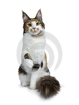 Sweet pretty tortie young adult Maine Coon girl cat sitting up isolated on white background looking at camera with big tail beside