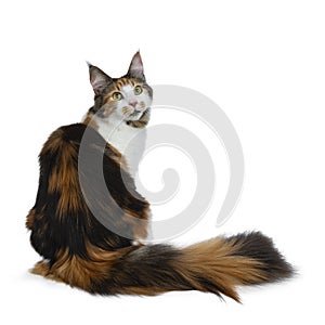Sweet pretty tortie young adult Maine Coon girl cat sitting backwards isolated on white background and looking at camera with big