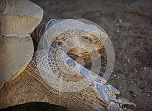 Tortious