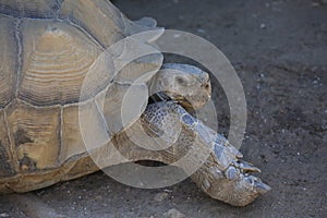 Tortious