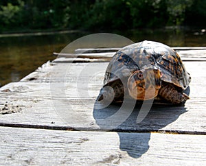 Tortise basking in the sun