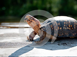 Tortise basking in the sun