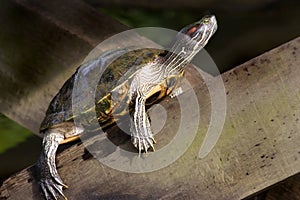 Tortise sunbathing