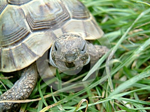 Tortoise