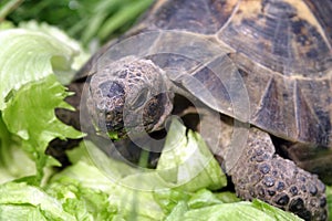 Tortoise