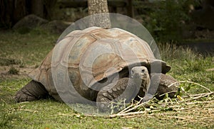 Tortoise