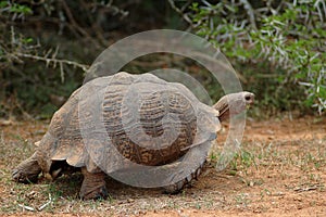 Tortoise
