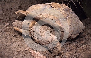 Tortoise