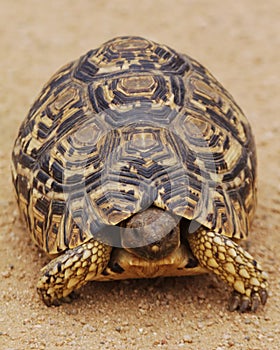 Tortoise