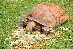 Tortoise