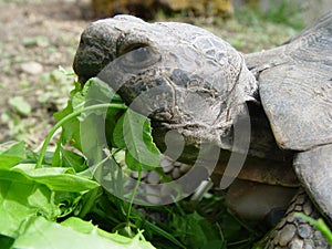 Tortoise