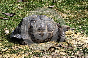 Tortoise