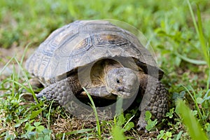 Tortoise photo