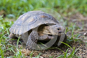 Tortoise