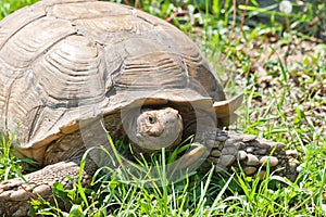 Tortoise