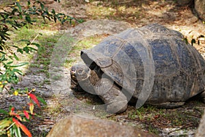 Tortoise