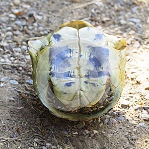 Tortoise