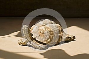 Tortoise